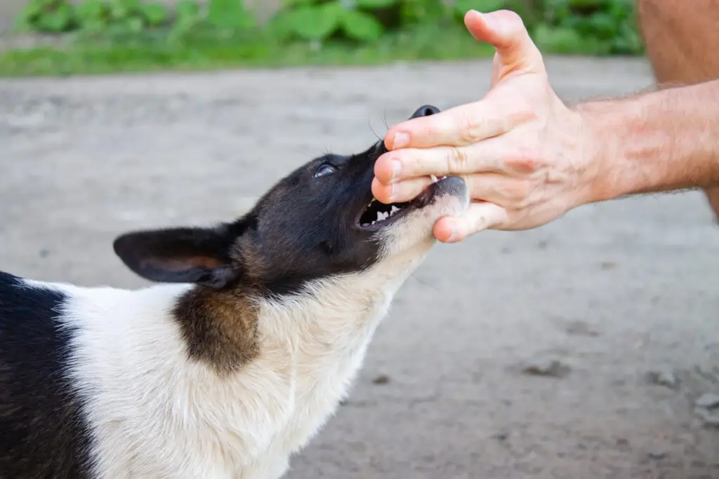 Texas Dog Bite Attorney