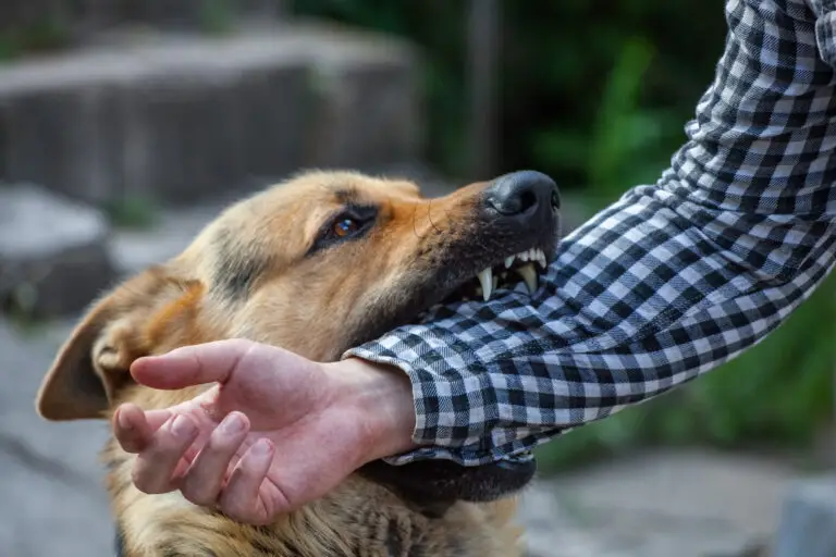 What To Do After a Dog Bite In Texas
