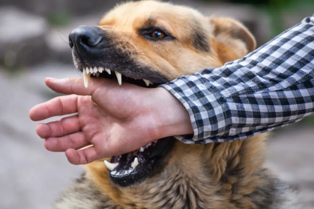 Homeowner's Insurance and Dog Bite Claims