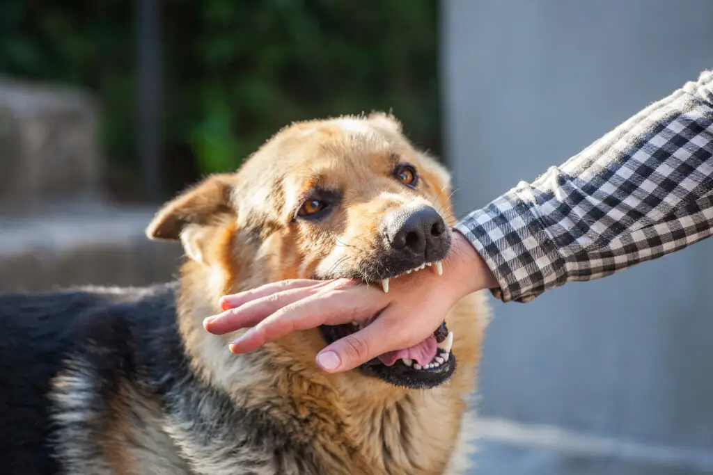 What Evidence is Needed To File Dog Bite Claims