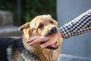 What Evidence is Needed To File Dog Bite Claims