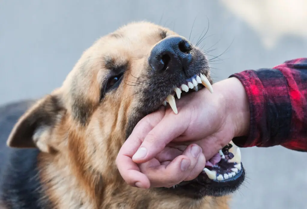 How Long Do You Have to File a Dog Bite Lawsuit in Texas